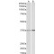 Annexin I (ANXA1) Antibody