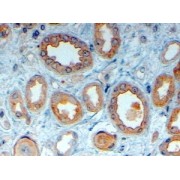 abx431397 (4 µg/ml) staining of paraffin embedded Human Kidney. Steamed antigen retrieval with citrate buffer pH 6, HRP-staining.