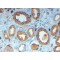 Low Density Lipoprotein Receptor Related Protein 6 (LRP6) Antibody