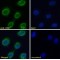 Lymphocyte Antigen 6 Complex Locus E (LY6E) Antibody