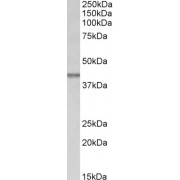 abx431404 (0.03 µg/ml) staining of Mouse fetal Kidney lysate (35 µg protein in RIPA buffer). Primary incubation was 1 hour. Detected by chemiluminescence.