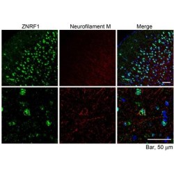 Zinc/RING Finger Protein 1 (ZNRF1) Antibody