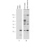 Zinc/RING Finger Protein 1 (ZNRF1) Antibody