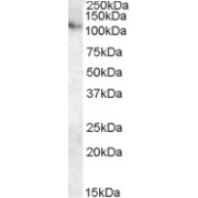 abx431407 (0.3 µg/ml) staining of Human Kidney lysate (35 µg protein in RIPA buffer). Primary incubation was 1 hour. Detected by chemiluminescence.