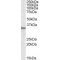 Protein Phosphatase 4 Catalytic Subunit (PPP4C) Antibody