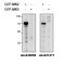 MAP Kinase-Activated Protein Kinase 2 (MAPKAPK2) Antibody