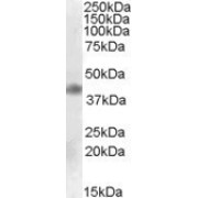 abx431426 (0.1 µg/ml) staining of Human Cerebral Cortex lysate (35 µg protein in RIPA buffer). Primary incubation was 1 hour. Detected by chemiluminescence.