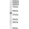 Meis Homeobox 1 (MEIS1) Antibody