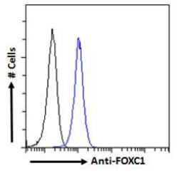 Forkhead Box Protein C1 (FOXC1) Antibody