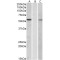 Mannosyl (Alpha-1,3-)-Glycoprotein Beta-1,2-N-Acetylglucosaminyltransferase (MGAT1) Antibody