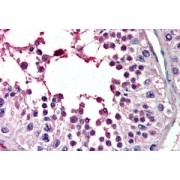 abx431431 (3.8 µg/ml staining of paraffin embedded Human Testis. Steamed antigen retrieval with citrate buffer pH 6, AP-staining.