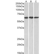 abx431433 (1 µg/ml) staining of NIH3T3, (A) A549 (B) and HeLa (C) lysates (35 µg protein in RIPA buffer). Primary incubation was 1 hour. Detected by chemiluminescence.