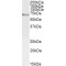 Transcriptional Activator Myb (c-Myb) Antibody