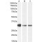 Myeloid Differentiation Primary Response Protein MyD88 (MYD88) Antibody