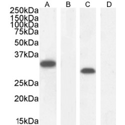 Myeloid Differentiation Primary Response Protein MyD88 (MYD88) Antibody