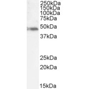 abx431447 (1 µg/ml) staining of Daudi cell lysate (35 µg protein in RIPA buffer). Detected by chemiluminescence.