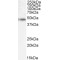 p47phox Antibody