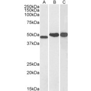 abx431448 (0.1 µg/ml) staining of Human Kidney (A), Cerebellum (B) and Testis (C) lysate (35 µg protein in RIPA buffer). Detected by chemiluminescence.