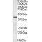 Septin 2 (SEPTIN2) Antibody