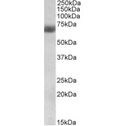 abx431453 (0.3 µg/ml) staining of Human Lung lysate (35 µg protein in RIPA buffer). Detected by chemiluminescence.