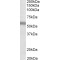 Natriuretic Peptide Receptor 3 (NPR3) Antibody