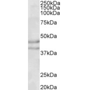 abx431462 (0.1 µg/ml) staining of Rat Brain lysate (35 µg protein in RIPA buffer). Primary incubation was 1 hour. Detected by chemiluminescence.