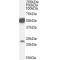 Neurturin (NRTN) Antibody