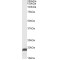 Neuronal Vesicle Trafficking Associated 2 (NSG2) Antibody