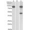 NUMB Like, Endocytic Adaptor Protein (NUMBL) Antibody