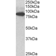 abx431476 (3 µg/ml) staining of C57/B6 mouse CTL lysate (35 µg protein in RIPA buffer). Primary incubation was 1 hour. Detected by chemiluminescence. Data provided by Everest grant winner Dr. J. Griffiths, University of Cambridge, UK