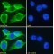 Oxytocin-Neurophysin 1 (OXT) Antibody