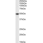 abx431482 (0.3 µg/ml) staining of A549 cell lysate (35 µg protein in RIPA buffer). Detected by chemiluminescence.