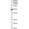 Purinergic Receptor P2X 4 (P2rx4) Antibody