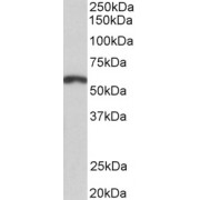 abx431490 (2 µg/ml) staining of Mouse Brain lysate (35 µg protein in RIPA buffer). Primary incubation was 1 hour. Detected by chemiluminescence.