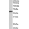 Paired Box 3 (PAX3) Antibody