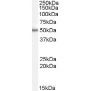 abx431493 (0.5 µg/ml) staining of Mouse Eye lysate (35 µg protein in RIPA buffer). Detected by chemiluminescence.