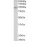 Phosphodiesterase 4B, cAMP Specific (PDE4B) Antibody