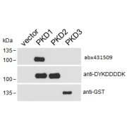 HEK293 lysate overexpressing Human DYKDDDDK-tagged PKD1, Human DYKDDDDK-tagged PKD2 or Human GST-tagged PKD3 probed with abx431509 (0.1 µg/ml) in top panel, probed with anti-DYKDDDDK in middle panel and probed with anti-GST in bottom panel.