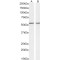 Septin 4 (SEPTIN4) Antibody