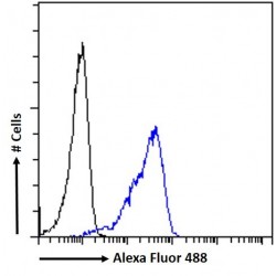 Septin 4 (SEPTIN4) Antibody