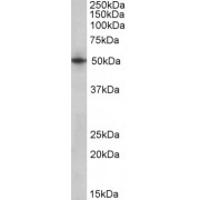 abx431516 (1 µg/ml) staining of Human Heart lysate (35 µg protein in RIPA buffer). Primary incubation was 1 hour. Detected by chemiluminescence.