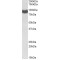 CYPOR Antibody