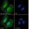 Peroxisome Proliferator Activated Receptor Gamma Coactivator 1 Alpha (PPARGC1A) Antibody