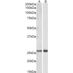 MOB Family Member 4, Phocein (MOBKL3) Antibody