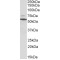 Peripherin 1 Antibody