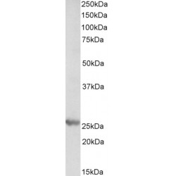 Proteasome Subunit Beta Type 4 (PSMB4) Antibody