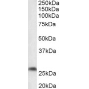 abx431533 (0.1 µg/ml) staining of Mouse fetal Brain lysate (35 µg protein in RIPA buffer). Primary incubation was 1 hour. Detected by chemiluminescence.