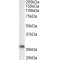 Prostaglandin-H2 D-Isomerase (Ptgds) Antibody