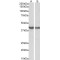 Protein HEXIM1 (HEXIM1) Antibody