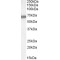 ATP Binding Cassette Transporter D4 (ABCD4) Antibody